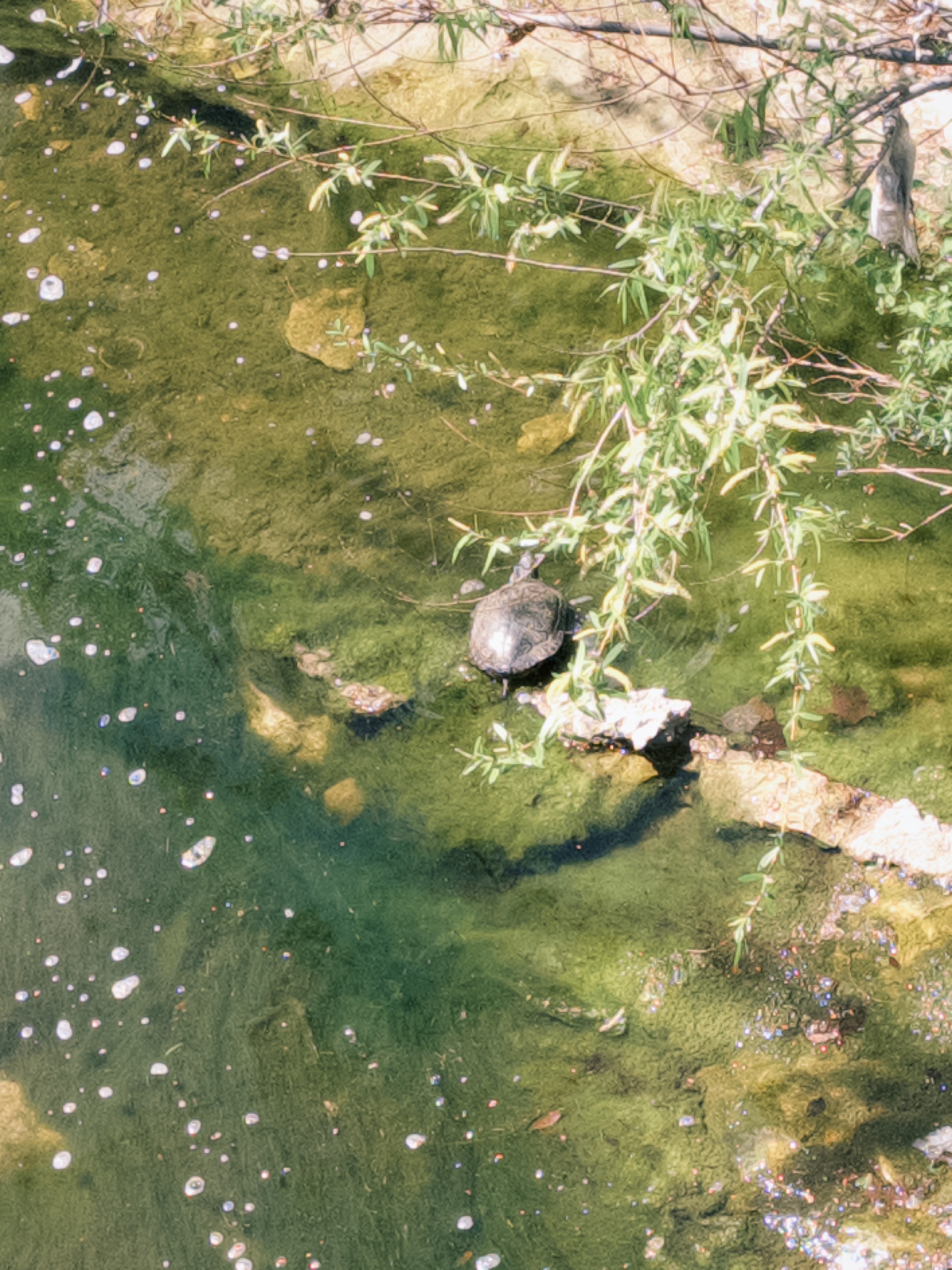 a big turtle on the side of a small creek